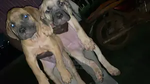 0-1 month Male Purebred Boerboel