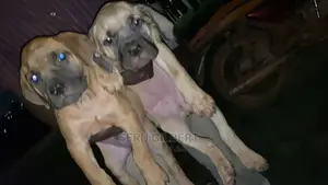 1-3 months Male Purebred Boerboel