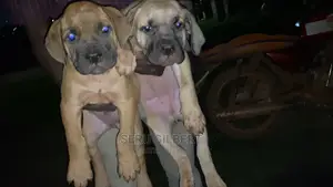 1-3 months Male Purebred Boerboel