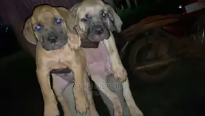 3-6 months Male Purebred Boerboel