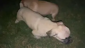 1-3 months Male Purebred Boerboel