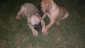 3-6 months Male Purebred Boerboel
