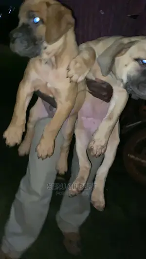 1-3 months Male Purebred Boerboel