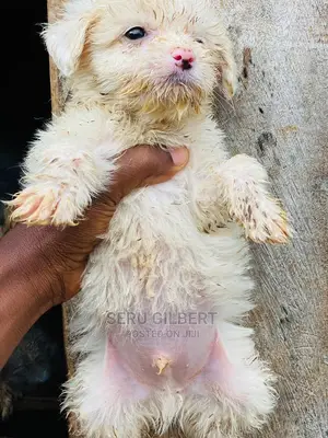 1-3 months Male Purebred Maltese
