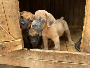 3-6 months Male Purebred Boerboel