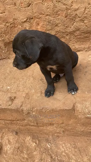 3-6 months Male Purebred Boerboel