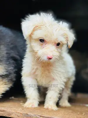 1-3 months Male Purebred Maltese