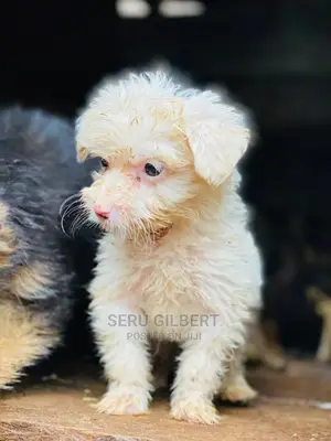 3-6 months Male Purebred Maltese
