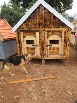6-12 months Male Purebred German Shepherd