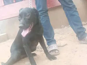 3-6 months Male Purebred Boerboel