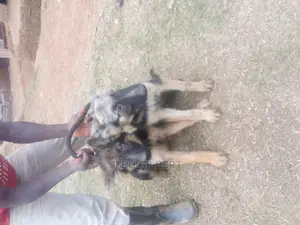 1-3 months Male Purebred German Shepherd