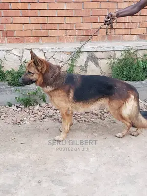 6-12 months Male Purebred German Shepherd