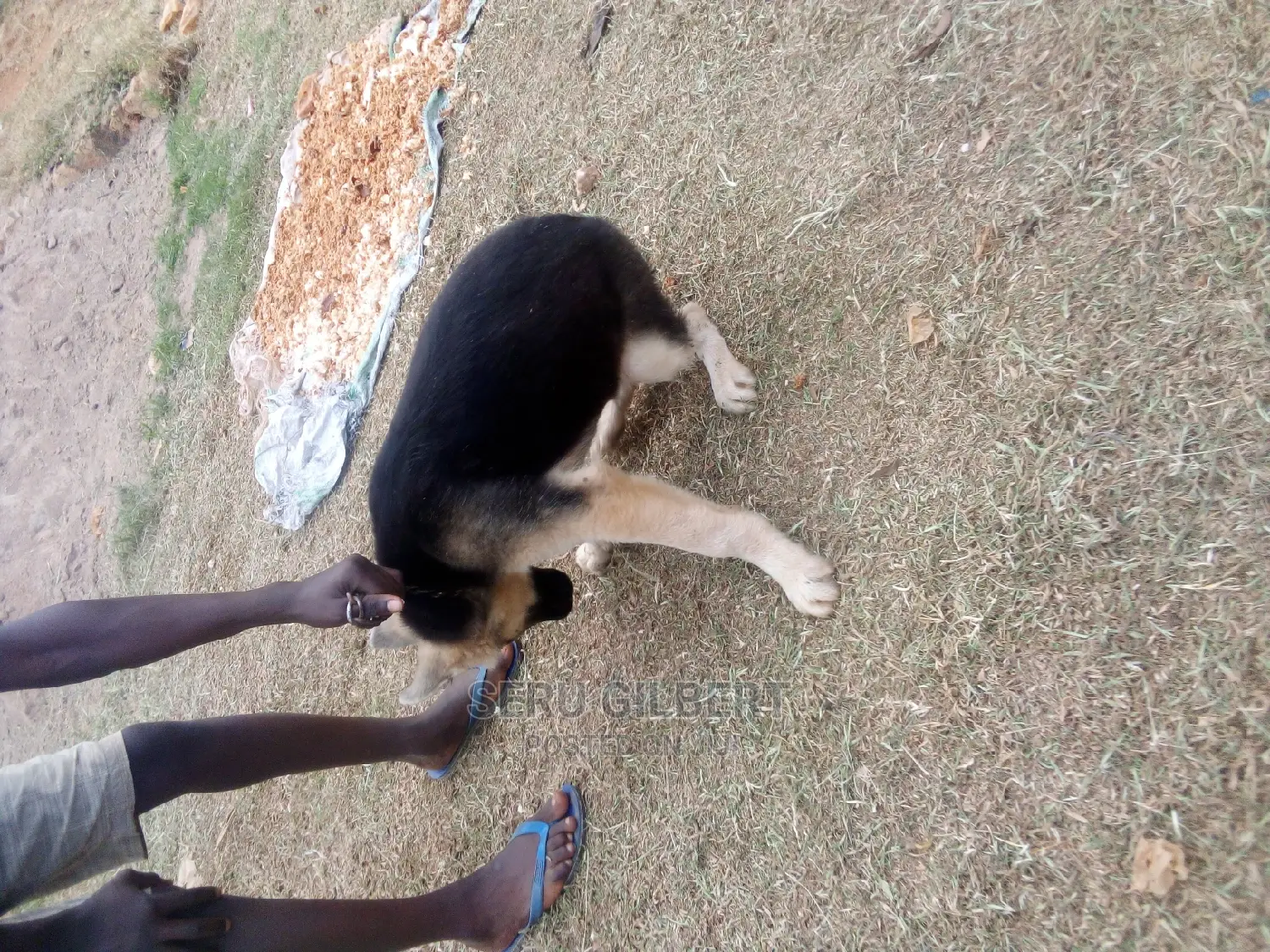 3-6 months Male Purebred German Shepherd
