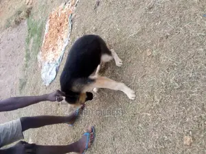 3-6 months Male Purebred German Shepherd