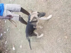 3-6 months Male Purebred German Shepherd