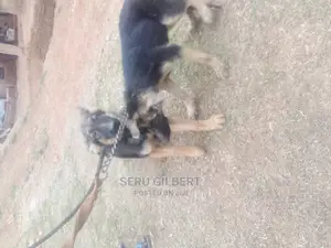 0-1 month Female Purebred German Shepherd