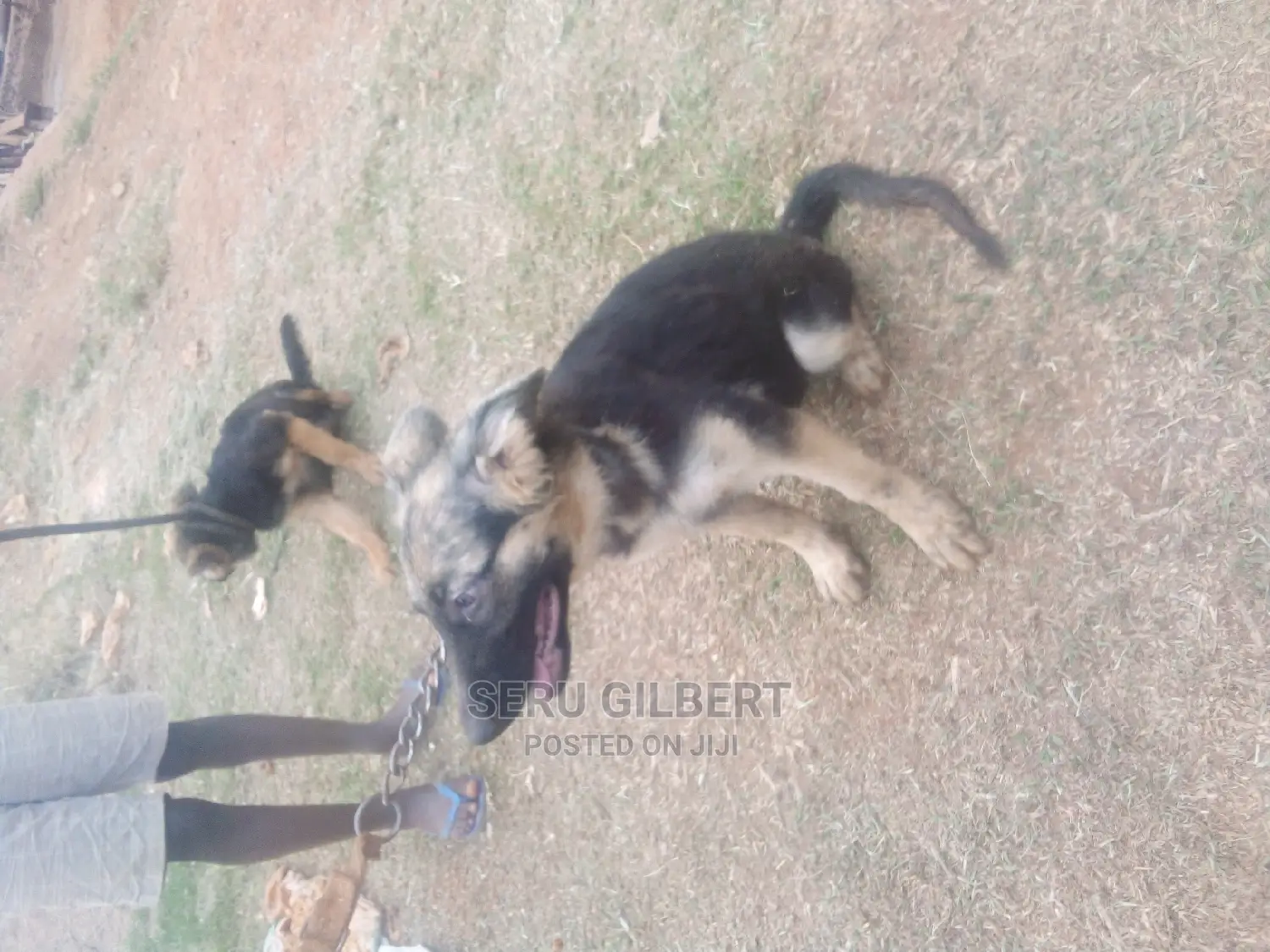 3-6 months Male Mixed Breed German Shepherd