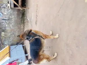 3-6 months Male Purebred German Shepherd