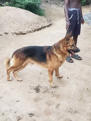3-6 months Male Purebred German Shepherd