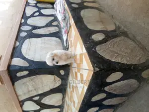 1-3 months Male Purebred Maltese