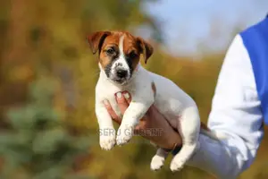 3-6 months Male Purebred Jack Russell Terrier
