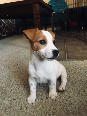 0-1 month Female Purebred Jack Russell Terrier