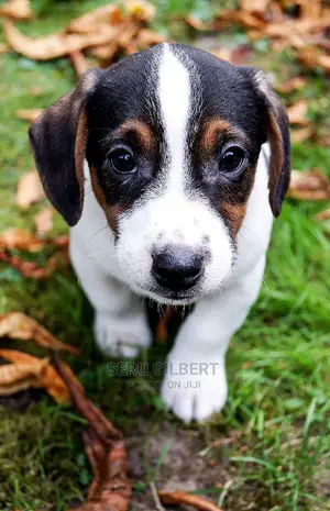 0-1 month Male Purebred Jack Russell Terrier