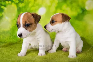 1-3 months Male Purebred Jack Russell Terrier