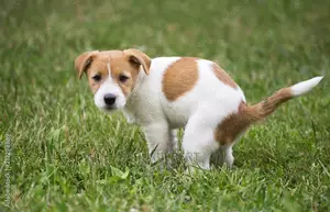 1-3 months Male Purebred Jack Russell Terrier