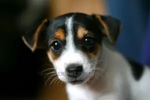 1-3 months Male Purebred Jack Russell Terrier