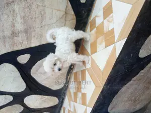 1-3 months Male Purebred Maltese