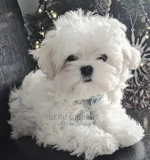 1-3 months Male Purebred Maltese