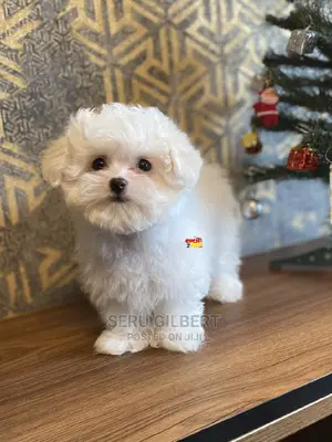1-3 months Male Purebred Maltese