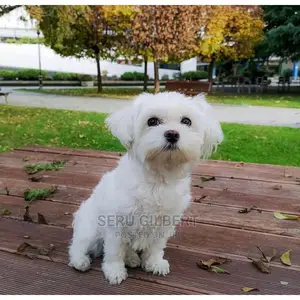 0-1 month Male Purebred Maltese