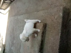 0-1 month Male Purebred Maltese