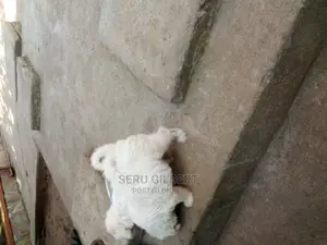 0-1 month Male Purebred Maltese