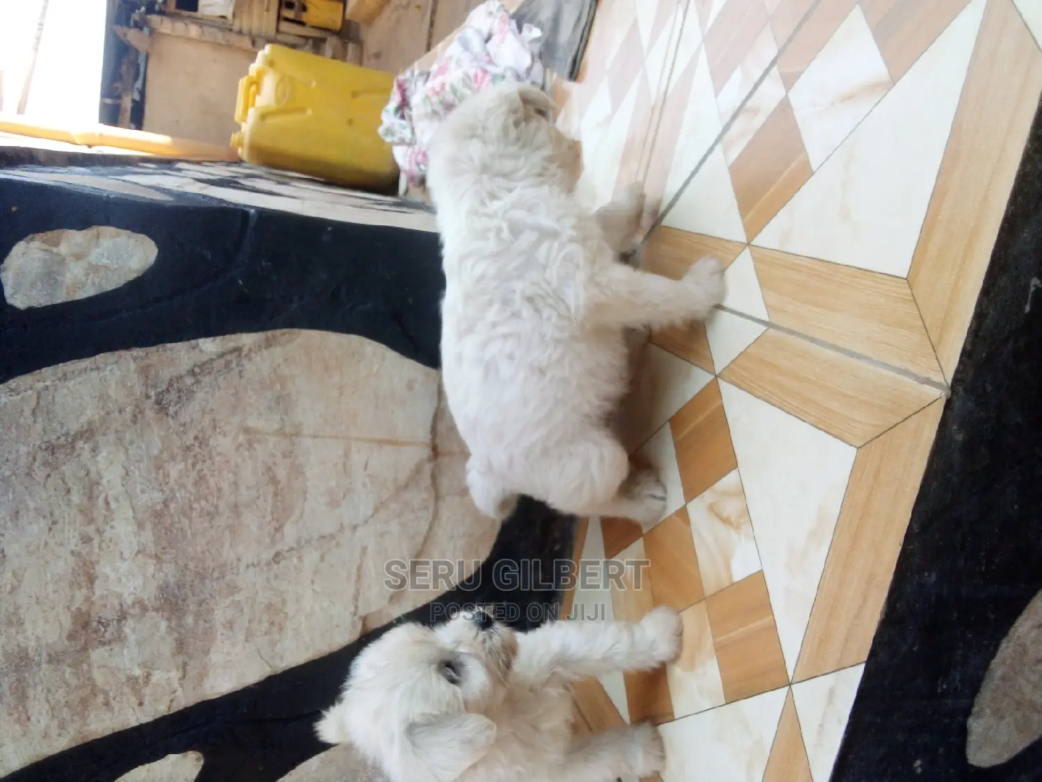 0-1 month Male Purebred Maltese