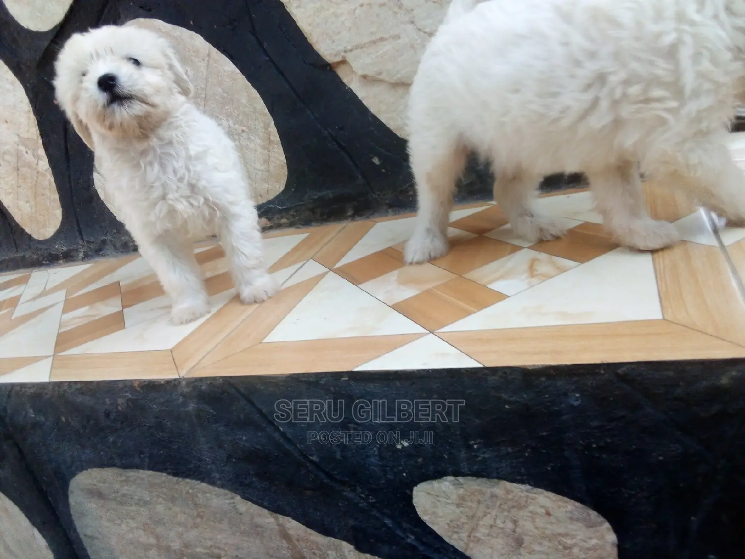 0-1 month Male Purebred Maltese