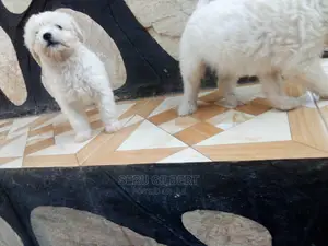 0-1 month Male Purebred Maltese