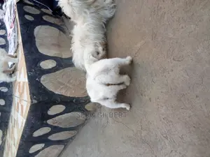 0-1 month Male Purebred Maltese