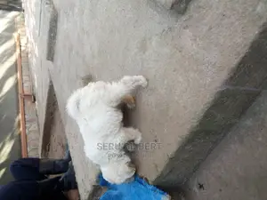 0-1 month Male Purebred Maltese