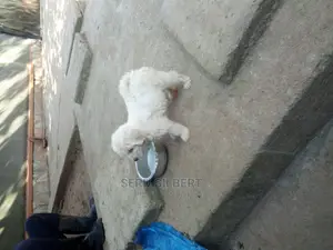 0-1 month Male Purebred Maltese