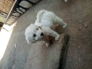 0-1 month Male Purebred Maltese