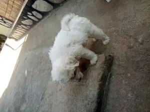 0-1 month Male Purebred Maltese