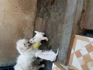 0-1 month Male Purebred Maltese