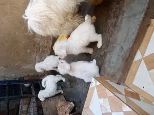 1-3 months Male Purebred Maltese