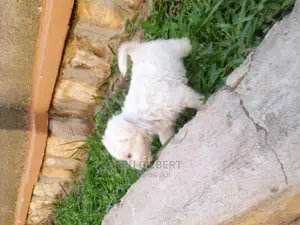 0-1 month Male Purebred Maltese