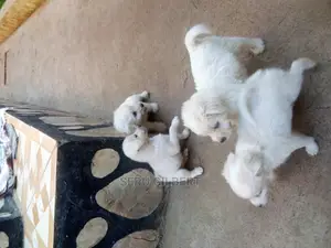 0-1 month Male Purebred Maltese
