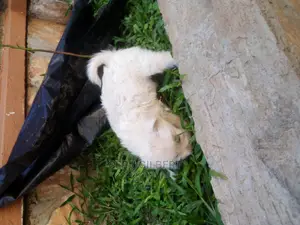 0-1 month Male Purebred Maltese