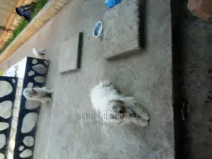 0-1 month Male Purebred Maltese